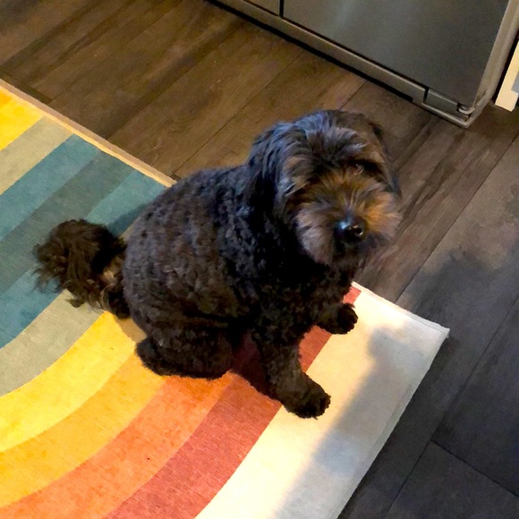Meet your Posher, Mimi - Picture 1 of 1